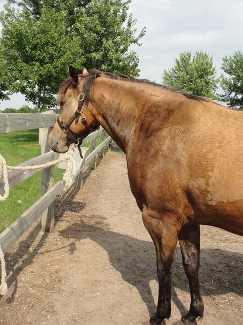 Sweating horse